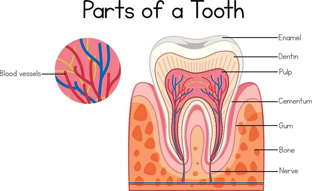 explanation of parts of tooth